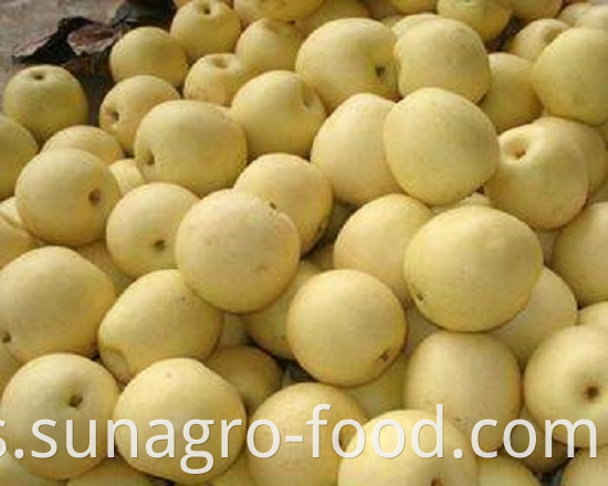 Fresh Quality Snow Pear